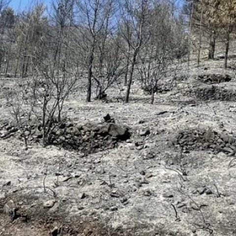 Ενίσχυση 2,8 εκ. ενέκρινε το Υπουργικό για αγρότες που πλήγηκαν από τις πυρκαγιές