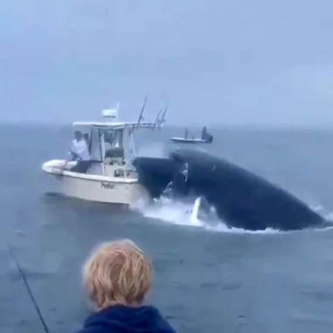ΒΙΝΤΕΟ: Φάλαινα έπεσε σε βάρκα και εκτόξευσε στον αέρα τους ψαράδες