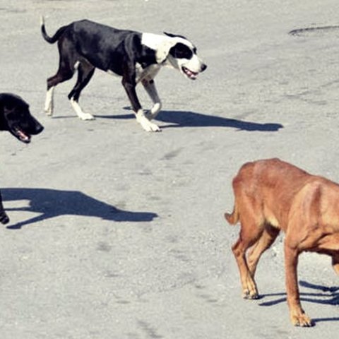 Σκυλιά έγιναν ο φόβος και ο τρόμος κατοίκων στο Δάλι-Επιτέθηκαν και σκότωσαν γάτο