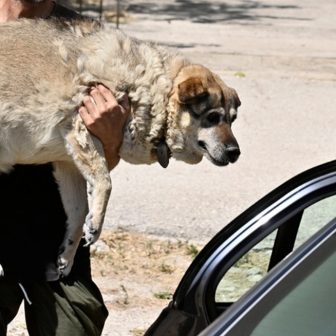 Η ανάρτηση της υπεύθυνης του καταφυγίου ζώων που κάηκε στο Λαγονήσι-«Αυτή τη στιγμή θέλω να πεθάνω»