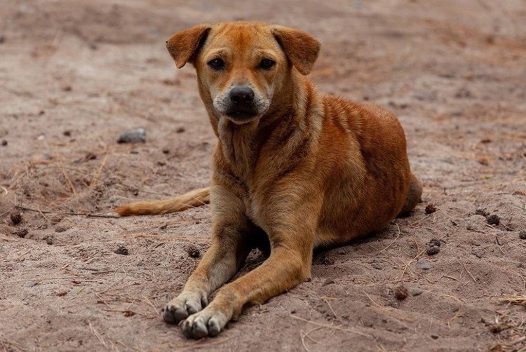 stray-dog