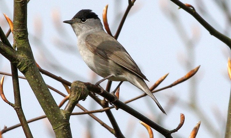Sylvia_atricapilla_-Lullington_Heath,_East_Sussex,_England_-male-8