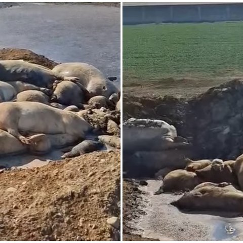 Μετακινήθηκαν τα πτώματα των γουρουνιών, διερευνά το Υπουργείο Γεωργίας