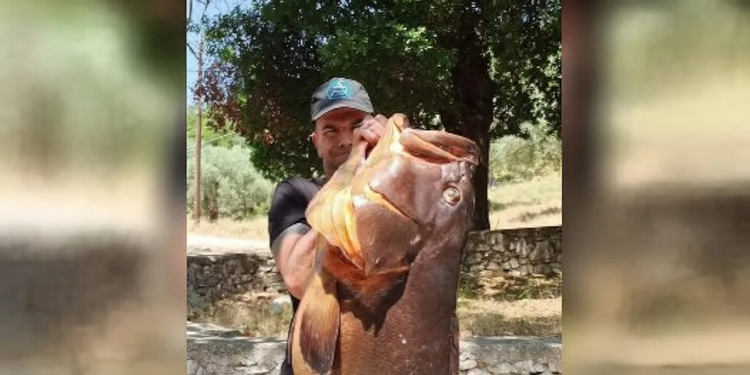 psarontoyfekas-rofos.jpf_1_1.jpg
