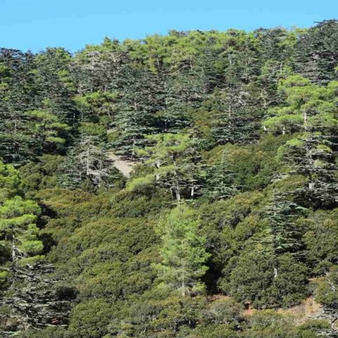 Εγκατάσταση υπόγειου καλωδίου 14.300 μέτρων στο Δάσος Πάφου για μείωση των πυρκαγιών