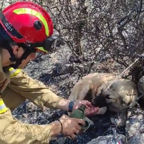 Συγκινητικό βίντεο-Πυροσβέστης φροντίζει σκυλάκια που έχουν χαθεί στα καμένα