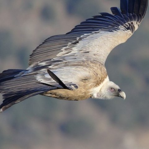 Βλέπει αδυναμία διάσωσης του πυρόχρου γύπα στην Κύπρο το Κόμμα για τα Ζώα