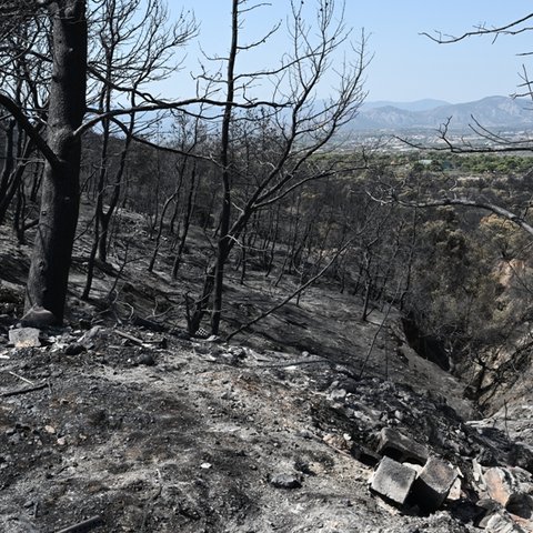 Κατέληξε ο μελισσοκόμος που προσπάθησε να σώσει τα μελίσσια του από τη φωτιά στην Τιθορέα