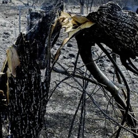 Αυτοψία Επιτρόπου Αγροτικών Πληρωμών στις καμένες καλλιέργειές στην Πάφο-Γίνονται ενέργειες για αποζημιώσεις