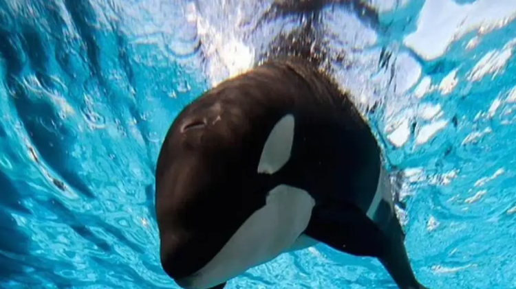 orka1