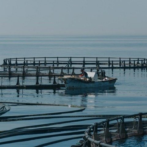 Ζητούν αντισταθμιστικά μέτρα λόγω ανάπτυξης μονάδων ιχθυοκαλλιέργειας στη Λεμεσό Βουλή και ΤΑ