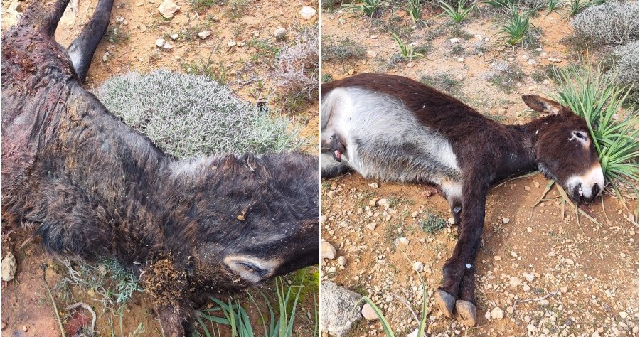 Δολοφόνησαν δεκατέσσερα γαϊδουράκια στην κατεχόμενη Καρπασία-Έρευνες για τους δράστες