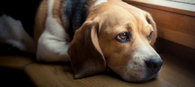 sad-beagle-looking-out-window.jpg.653x0_q80_crop-smart