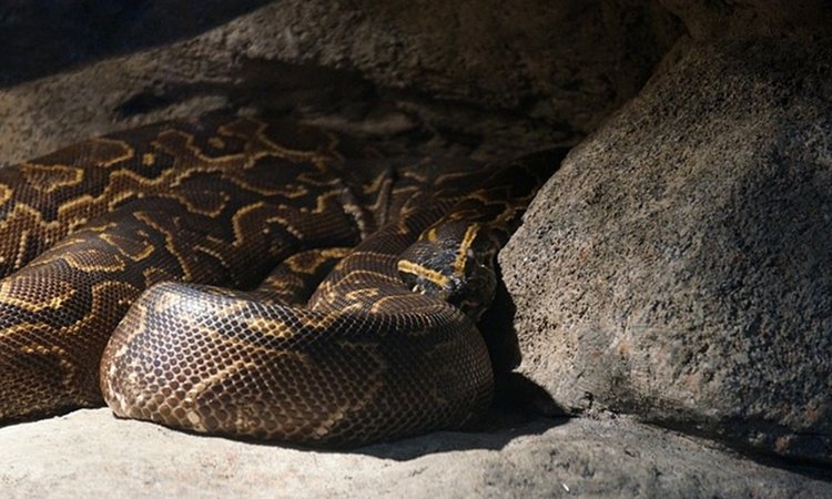 burmese-python-4645805_640
