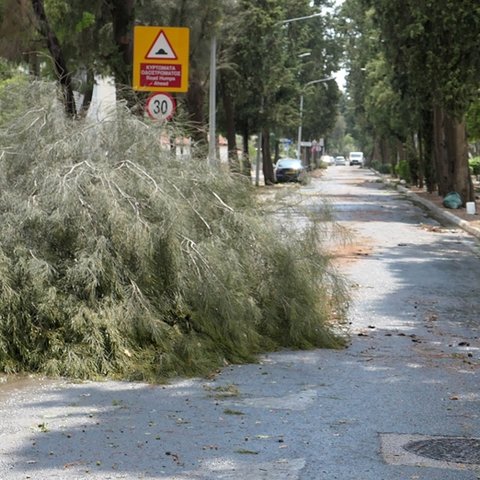 Ανταποκρίθηκε για πτώσεις δέντρων μετά από ανεμοστρόβιλο στη Λευκωσία η Πυροσβεστική (Pics)