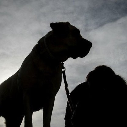 Γλίτωσαν την ευθανασία οι σκύλοι που επιτέθηκαν σε γυναίκα και παιδιά στη Λεμεσό-Υπό την προστασία φιλοζωικής οργάνωσης
