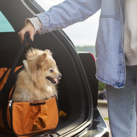 15+ pet-friendly ξενοδοχεία στην Κύπρο