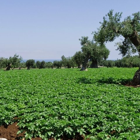 Ολοκληρώνεται η καταγραφή των ζημιών σε γεωργικές καλλιέργειες-«Εντός Νοεμβρίου οι αποζημιώσεις»