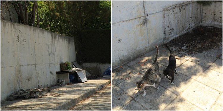 cats