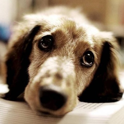 Περιστατικά εχινόκοκκου σε σκύλους στον Κάμπο Τσακκίστρας