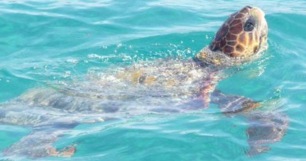 Ξεκινά η ωοτοτοκία των χελώνων αυτόν το μήνα-Ανάγκη για προστασία τους από το Τμήμα Αλιείας Ξεκινά η ωοτοτοκία των χελώνων αυτόν το μήνα-Ανάγκη για προστασία τους από το Τμήμα Αλιείας