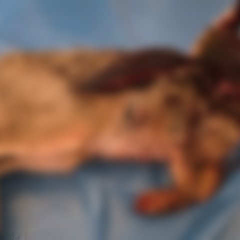 Εντόπισαν οδηγό με φρεσκοσκοτωμένο λαγό στη Λεμεσό-Πέταξε σακούλα στη θέα μελών της Υπηρεσίας Θήρας