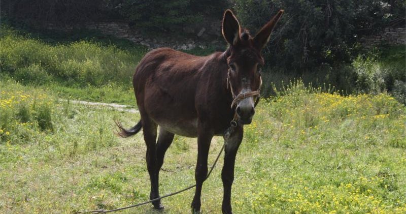 Το ένα γαϊδούρι στην Καρπασία ήταν έγκυος και δολοφονήθηκε την ώρα που προσπαθούσε να γεννήσει