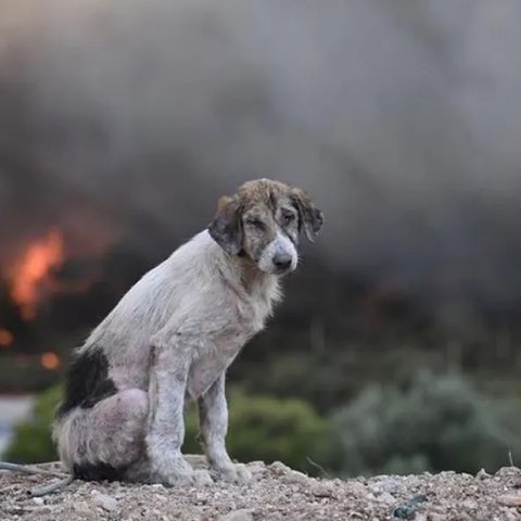 «Ο σκύλος ανάμεσα στις φλόγες»-Η ιστορία πίσω από την φωτογραφία που κάνει το γύρο του διαδικτύου