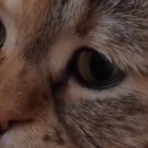 Καταγγελία Οικολόγων για κακοποιημένα γατάκια που κυκλοφορούν με καμένες και ματωμένες ουρές
