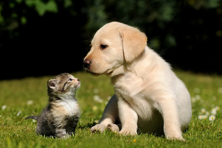 cute-kitten-and-puppy-outdoors-in-grass