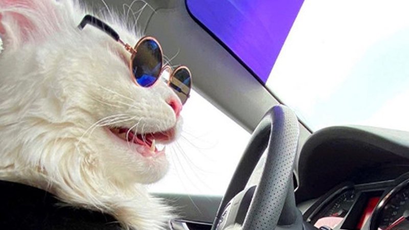 cat
