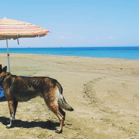 Συνωστισμός στις παραλίες σκύλων, ζητούν περισσότερες και μεγαλύτερες οι φιλόζωοι