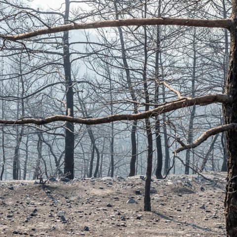 Τα αθέριστα σπαρτά γύρω από κατοικίες προκαλούν ανησυχία στην Πάφο-Ζήτημα οι παράνομοι σκυβαλότοποι