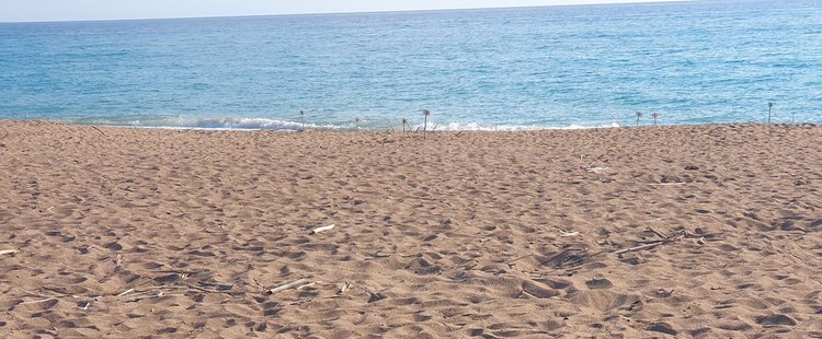 DOC.20250702.8689569.turtles-pafos