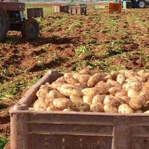 Στα σκαριά κρατική εταιρεία ιδιωτικού δικαίου για την εμπορία κυπριακών πατατών