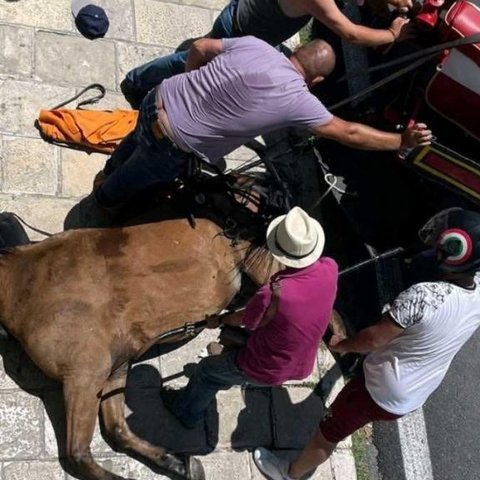 Συνελήφθη ο ιδιοκτήτης του αλόγου που ξεψύχησε στην Κέκρυρα-Πρόστιμο 30.000