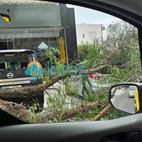 Ζημιές σε τέσσερα οχήματα από πτώση δέντρου στη Λευκωσία-Επενέβη η Πυροσβεστική για απομάκρυνση του