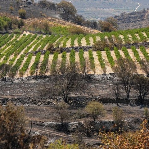 Υποβολή δηλώσεων ζημιάς για τους πληγέντες παραγωγούς-Η ανακοίνωση του Υπουργείου Γεωργίας