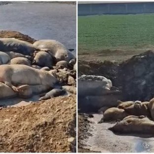 Καμία καταγγελία για περιστατικό στο Μένοικο-Ετοιμάζεται φάκελος για την υπόθεση για να σταλεί σε Εισαγγελέα