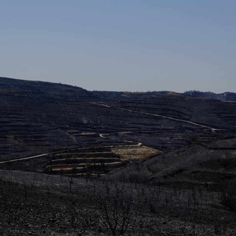 Καταθέτει απόψεις και συμπεράσματα για το συντονισμό της φονικής πυρκαγιάς το Τμήμα Δασών