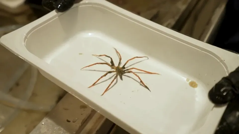 sea-spider