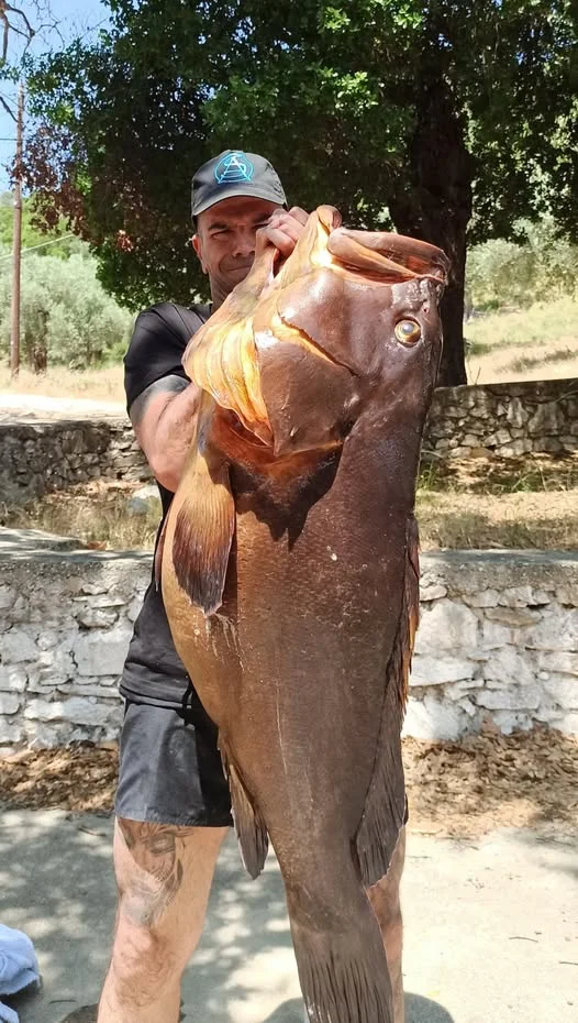 psarontoyfekas-rofos.jpf.jpg