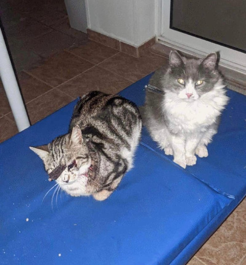 Cats Pernera 1