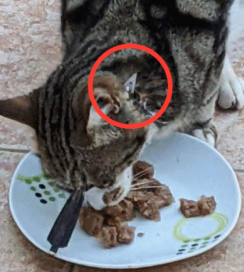 Cats Pernera 2